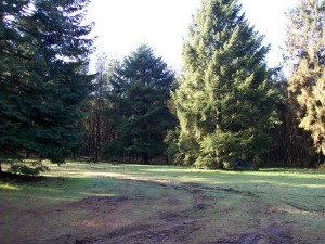 onder de boom staat het tentje