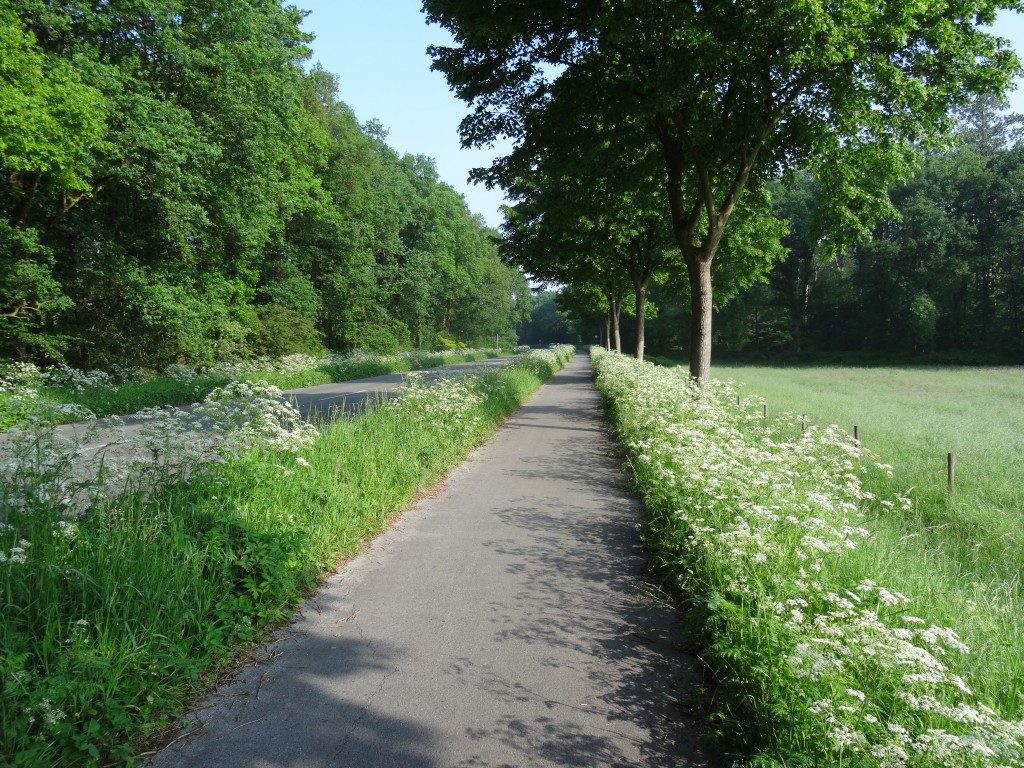 Bloeiende Fluitekruid op weg naar Elten.