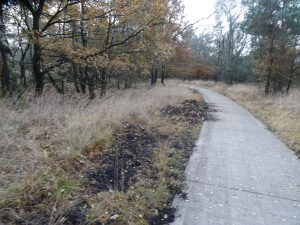 fietspad bij de brandtoren met sporen van de wilde zwijnen.