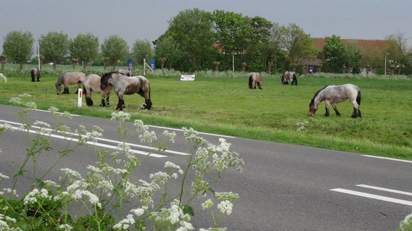 Treekpaarden in Noordwelle